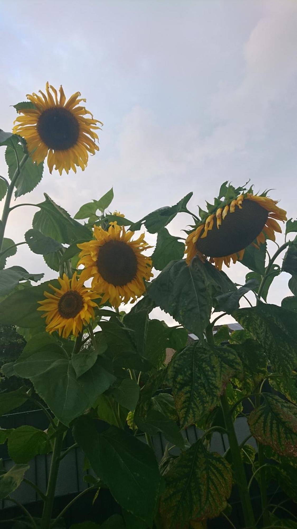 Ferienwohnung Sonnenblick Und Relax Sundern Bagian luar foto